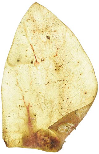 Britten & James Pet Safe Cow Ears for Dogs Natural Air Dried [Pack of 15]