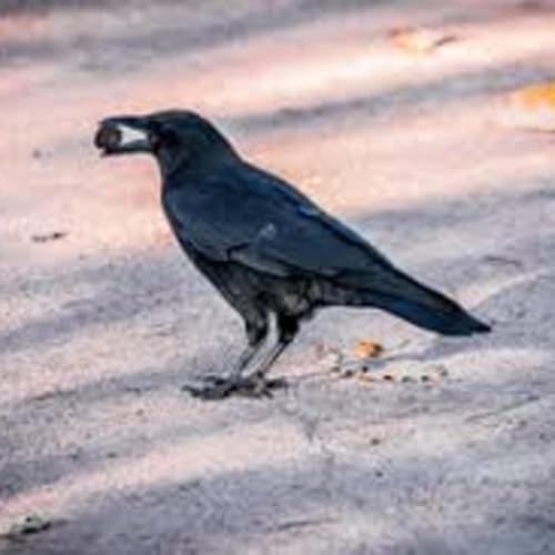 Toddler Mom Groups and The Crow Story