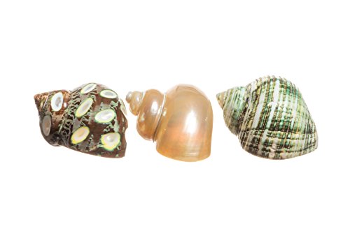 Nautical Crush Trading Hermit Krab Home Turbo Shell | 1 Gevlekte Bruin, 1 Pearlized, En 1 Groene Turbo | 3 Pack Turbo Shells | 3 Gepolijste Turbo Shells 2-2 1/2 | Plus Gratis Nautische Ebook Door Joseph Rains