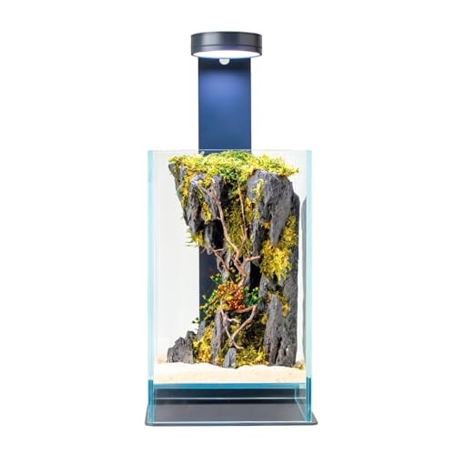 WabiFlur Terrarium stabilisé Creus en Verre Extra-Clair avec lumière LED et Support, avec des Fleurs stabilisées décor Naturel élégant sans Entretien...