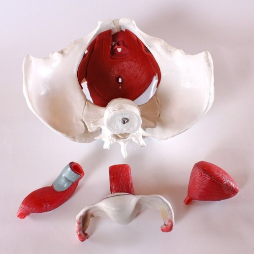 Wellden Product Medical Anatomical Female Pelvis Model With Removable Organs, 6-Part, Life Size #TOP6