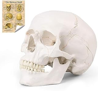 RONTEN Human Skull Anatomical Model with Line, Life Size Skull Medical Model, Head Skull Model with Removable Skull Cap & Detached Mandible and Skull Cap - 3 Parts
