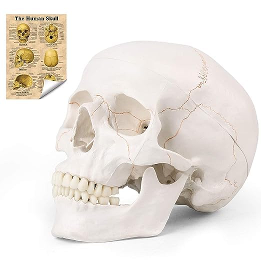 RONTEN Human Skull Anatomical Model with Line, Life Size Skull Medical Model, Head Skull Model with Removable Skull Cap & Detached Mandible and Skull Cap - 3 Parts by RONTEN - Used condition - US$30.57