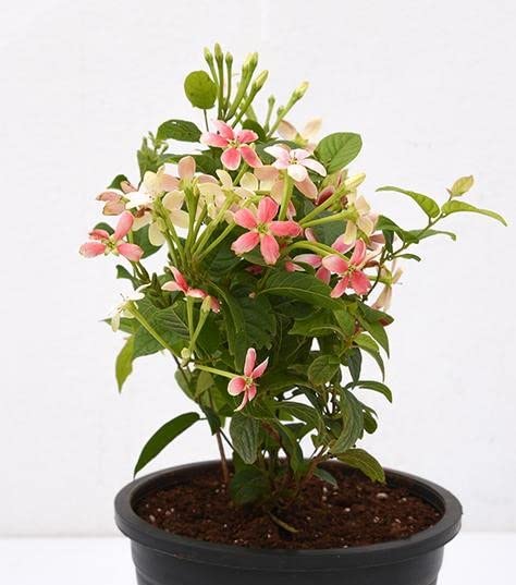 Go4plants Madhumalti Dwarf Rangoon Creeper Live Flower Plant with pot (B0B2DYN7N9) Amazon Price History, Amazon Price Tracker