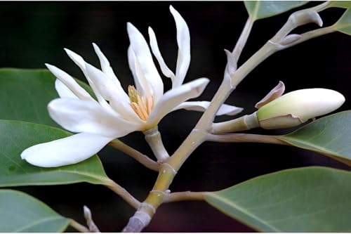 Image of Most Beautiful Fragrange Hybride inch Flower inchTree Plant Pack of 1|| For Home Garden Outdoor Live Flower Tree Plant (White Swarna Champa)