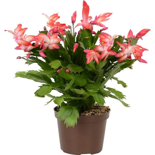Schlumbergera o Cactus de Pasqua Natural: Planta de Interior de Invierno