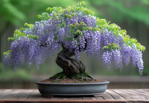 Chinese Wisteria Bonsai Tree Seedling for Planting - 1 Year Old Well Rooted Seedling Chinese Wisteria Bonsai Tree Seedling for Planting - 1 Year Old Well Rooted Seedling