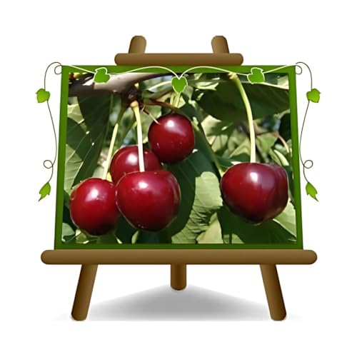 EURO PLANTS VIVAI Cerisier Doux Durone della Marca – Plante Fruitière - Pot ø 24/26 cm - Hauteur maximale 180 cm - Âge 4 Ans