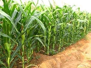 Image of Iagrifarm Sorghum Sweet Sudan Grass Fodder Seeds - 5 Kg - Multi Cut Fodder Seeds For Fodder Cultivation