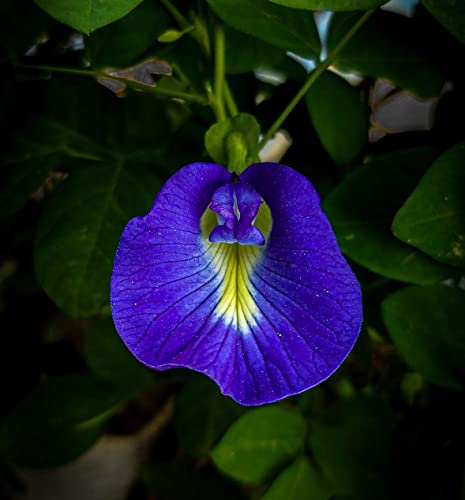 Image of Blue Aparajita Flower Plant with Pot | All Season Plants | for Home Garden (Blue Aparajita)