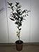 Naranjo - Maceta 22cm - Altura total aprox. 1'30cm. - Planta viva...