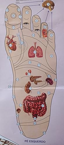 MAPA/POSTER DAS ÁREAS REFLEXAS DOS PÉS - REFLEXOLOGIA - DIMENSÕES: LARGURA 117 CM X ALTURA 89 CM.