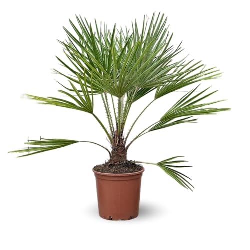 Attitude Jardin - Chamaerops Humilis - palmier nain - 110-120 cm - ⌀ 25 cm - plante d'extérieur