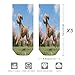 VstaDank Poodles Dog Ankle Socks 5 Pairs Fashion Invisible Low Cut Sock for Adult Casual Short Sock Soft Cozy No Show Socks