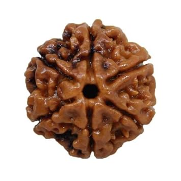 DeepMines Brown Colour Shanmukhi Rudraksha Original Certified Nepali Pure 6 Silver Cap Six Face Cheh Mukhi Rudraksha for Men & Women