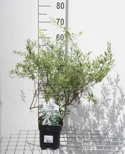 Spiraea cinerea 'Grefsheim' - Spirée De Grefsheim 60-80 cm en