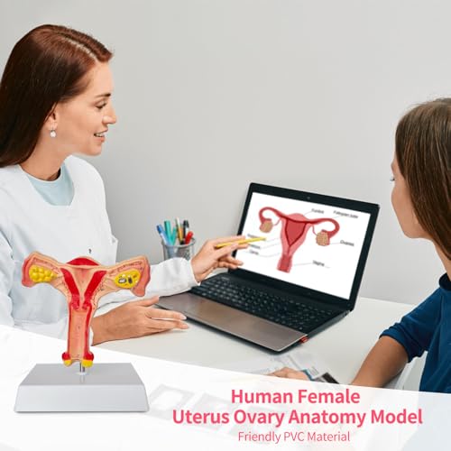 Image of SFXYJ Human Female Uterus Ovary Anatomy Model, Life Size Reproductive Organ shows Vagina Bilateral Ovarian with Product Manual Card and Base, PVC for School Teaching Demonstration and Research