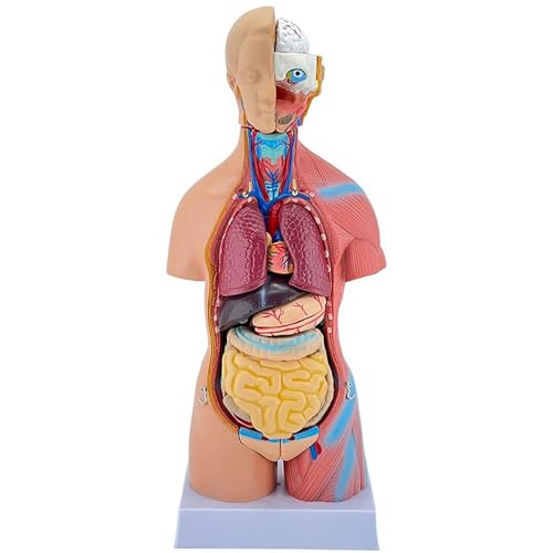 ATJSXWIN 45cm Modelo Anatómico del Cuerpo Humano con Órganos Extraíbles, 23 Piezas Modelo de Torso Humano Unisex para Enseñanza Médica/Educación del Paciente/Presentación