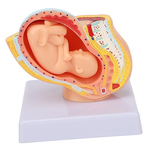 Image of Teaching Model,Pregnant Woman Anatomical Pelvis Model Removable Pregnancy 9 Months Baby Fetus Model Pregnant Pelvis Section Model for Teaching Aid for Science Classroom Study Display Teaching Model