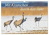 Mit Kranichen durch das Jahr (Wandkalender 2026 DIN A3 quer), CALVENDO Monatskalender: Kraniche, die größten Vögel Deutschlands, werden in eindrucksvollen Fotografien gezeigt. (CALVENDO Tiere)