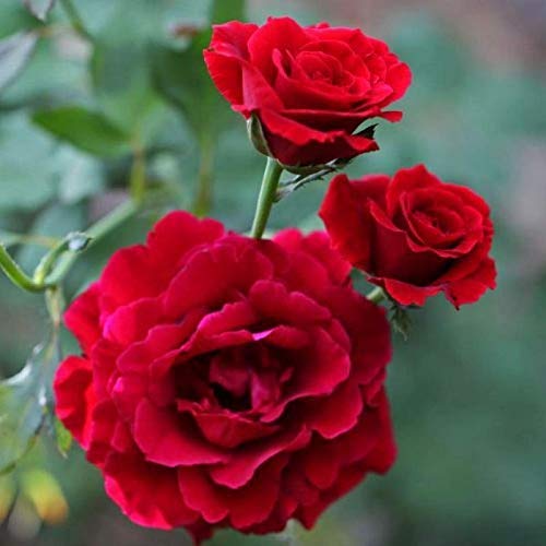 Plantazee Edensfield Dark Red Rose Live Plant Hybrid Include The Pot New (B09L6RMNC5) Amazon Price History, Amazon Price Tracker