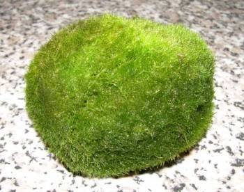 Marca: Dennerle 10 x Moss balls - Cladophora aegagropila - Piante d\'acquario