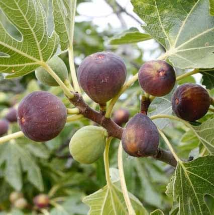 Mphmi Live Plant Nursery NCR Plants Live Anjeer Turkey Brown Fig Plant - Dwarf Fig Fruit Plant Rare Ficus Carica 1 Healthy Layering Plant (B0C4H3LYL9) Amazon Price History, Amazon Price Tracker