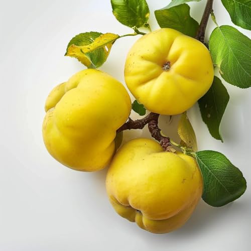 15 Quince Seeds - SemiSauvage Permaculture