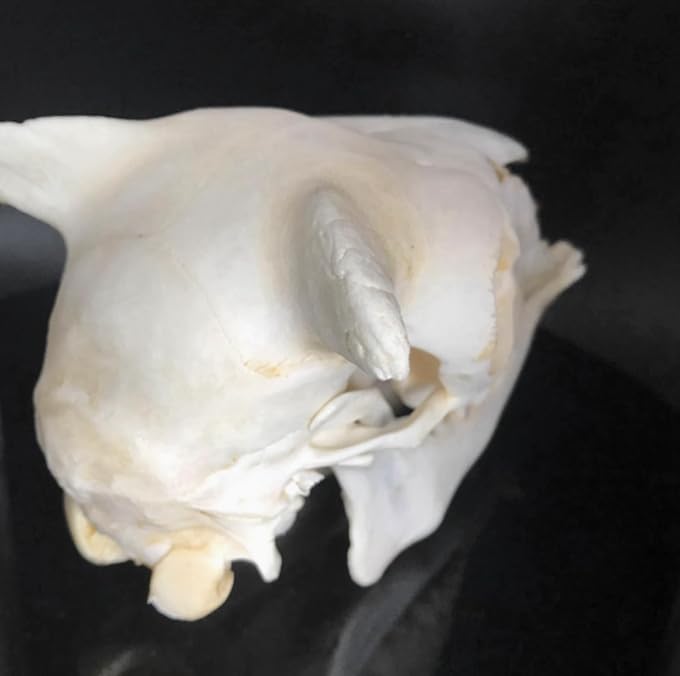Crâne de mouton réplique de taille réelle moulage haute fidélité AMITD