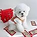 Lion Dance Dog Costume, 2026 New Year Dog Lion Dance Coat, Spring Festival Pet Costume, Winter Cat Warm Clothes for Small Medium Dogs, Schnauzers and Small Bichon Frises