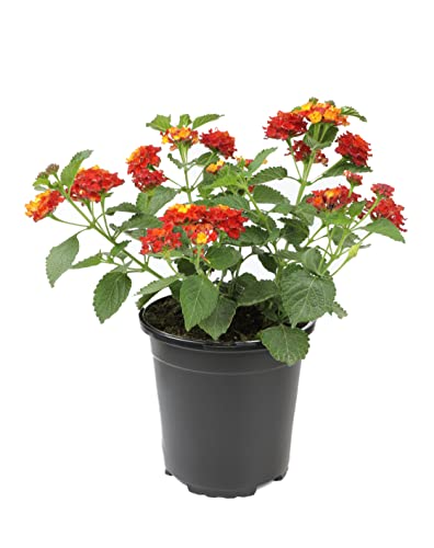 Lantana Flowers Red Flowers Live Flowers in Flower Pots, Fresh Flowers Live Plants Outdoor Plants Live Outdoor Flowers, Lantana Live Plant Garden Decor Flowers for Delivery Prime by Plants for Pets