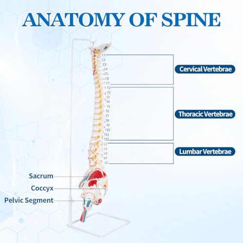 Image of 34.6 inchLife-Size Flexible Human Spine Model with Muscle Origins