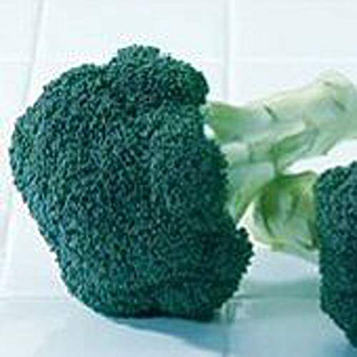 Green Magic Broccoli Seeds (25+ Seeds)