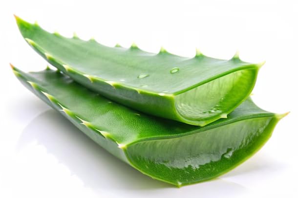 100% Pure and Fresh Aloe Vera Leaves - Premium Quality Raw Aloe Vera for Natural Skin and Hair Care Ideal for DIY Juice & Gel (1 Piece)