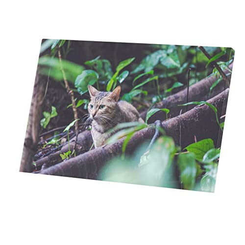 Affiche Chat Européen Gray Tabby pour Salon - Cadre Idéal Déco Nature et Forêt 60 x 40 cm
