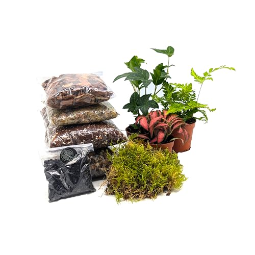 DIY Medium Closed Terrarium Starter Kit With 3 Humidity Loving Plants Included (Natural)