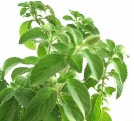 NATURE WORLD PREMIUM FULLY ORGANIC AYURVEDIC MEDICINAL MINT TULSI KARPURA TULASI HEALTHY LIVE PLANT FOR GREAT HOME GARDENING (B0CD2D7FGC) Amazon Price History, Amazon Price Tracker