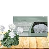 Outsidepride White Geranium Seeds for Planting - 25 Pcs Annual, Heat & Drought Tolerant Flower Seeds with Green Foliage & White Blooms for Pots, Borders & Lush Summer Garden Displays
