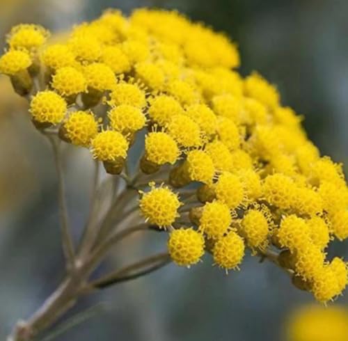 Aceite Esencial de Helichrysum 5 mL Orgánico Puro miniatura 2