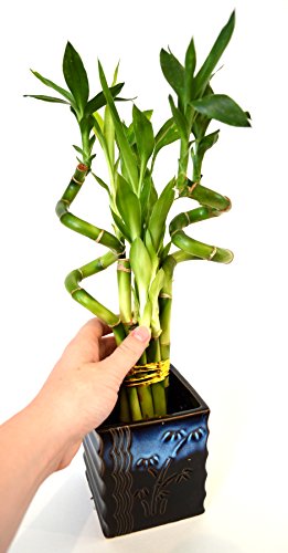 9Greenbox 0B-J7AE-2L5S Lucky Bamboo – Spiral Style With Black And Blue Ceramic Vase Live Plant Ornament Decor thumb #5