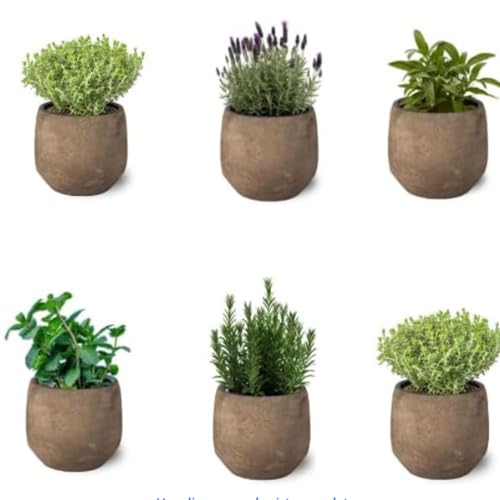 Mix de 6 Plantas Aromáticas Variadas de Exterior en Maceta Ø10 cm Hierbas para Cocinar Huerto urbano y Jardín (No incluye Maceta de Ceramica)