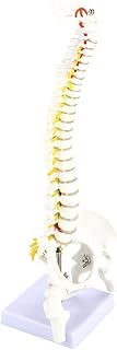 Skeleton Model, Medical Anatomical Spine Model, 45cm/17.72" Flexible Human Spine Model with Pelvis and Femur Heads for Skeleton Anatomy Study Teaching