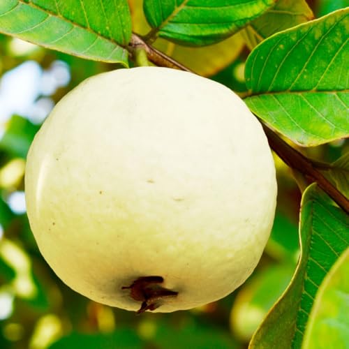 グァバ（白肉種）