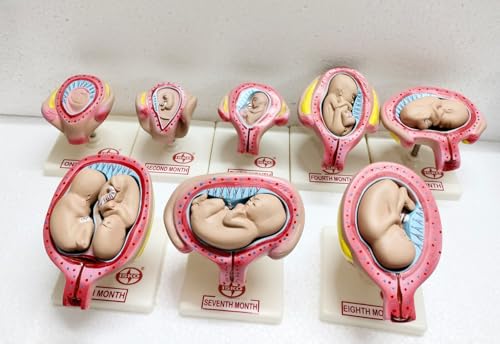 Image of ISKO Study Model Human Female Pelvis Section Pregnancy Anatomical Model Anatomy Model Pregnancy Pelvis Female Pelvis Model Fetus