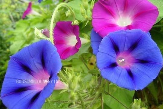 GODSOWNCOUNTRYIN Common Morning Glory seeds - Ipomoea aquatica, water spinach, water morning glory, water convolvulus, ong-choy, kang-kung, swamp cabbage (25 seeds) (B0BK534P28) Amazon Price History, Amazon Price Tracker