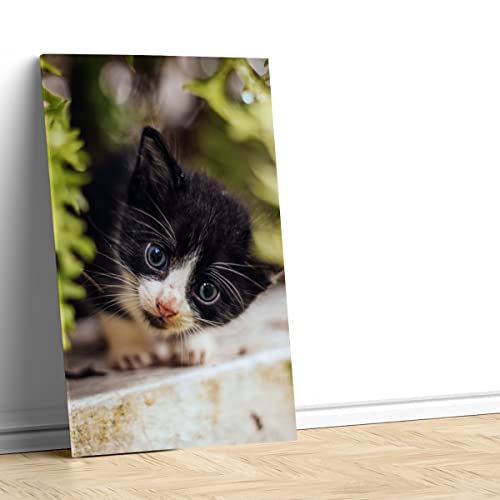 Tableau déco chaton yeux bleus impression haute définition