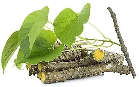 Neem Giloy Plant Sticks - Natural Immunity Booster | 15 Fresh 6-Inch Giloy Sticks | Guduchi, Gurch Lakdi for Herbal Health | Neem-Infused Bel for Wellness