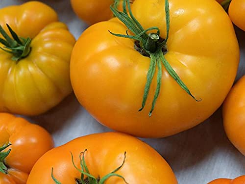 Golden Hills Farm yellow Brandywine tomato 40-50 seeds