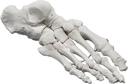Image of Foot Bone Model, Articulated - Right - Anatomically Accurate Human Bone Replica - hBARSCI