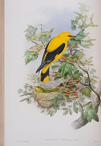 Impression oiseaux de Bretagne John Gould pour deco salon vintage